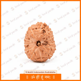 13 Mukhi Rudraksha (Indonesian)