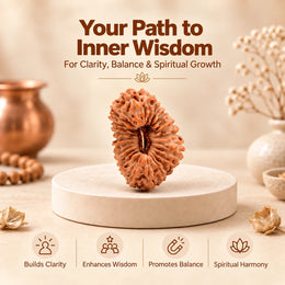 26 Mukhi Rudraksha (Indonesian)