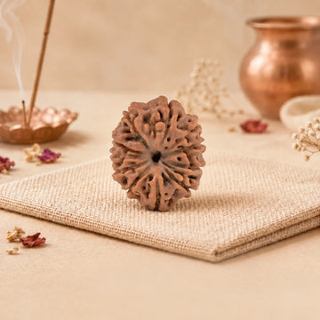 11 Mukhi Rudraksha