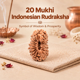 20 Mukhi Rudraksha (Indonesian)