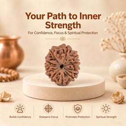 11 Mukhi Rudraksha (Indonesian)