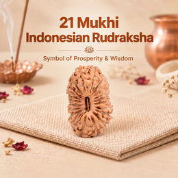 21 Mukhi Rudraksha (Indonesian)