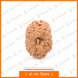 14 Mukhi Rudraksha (Indonesian)
