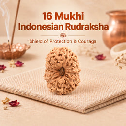 16 Mukhi Rudraksha (Indonesian)