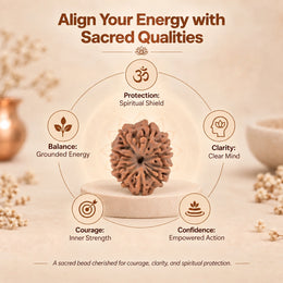 11 Mukhi Rudraksha (Indonesian)