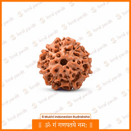 8 Mukhi Rudraksha (Indonesian)