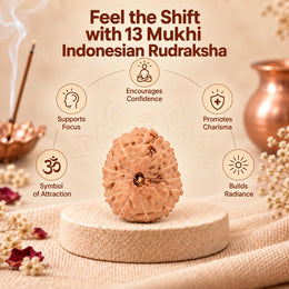 13 Mukhi Rudraksha (Indonesian)