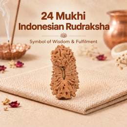 24 Mukhi Rudraksha (Indonesian)