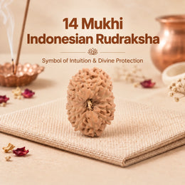 14 Mukhi Rudraksha (Indonesian)