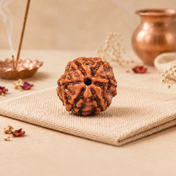 6 Mukhi Rudraksha