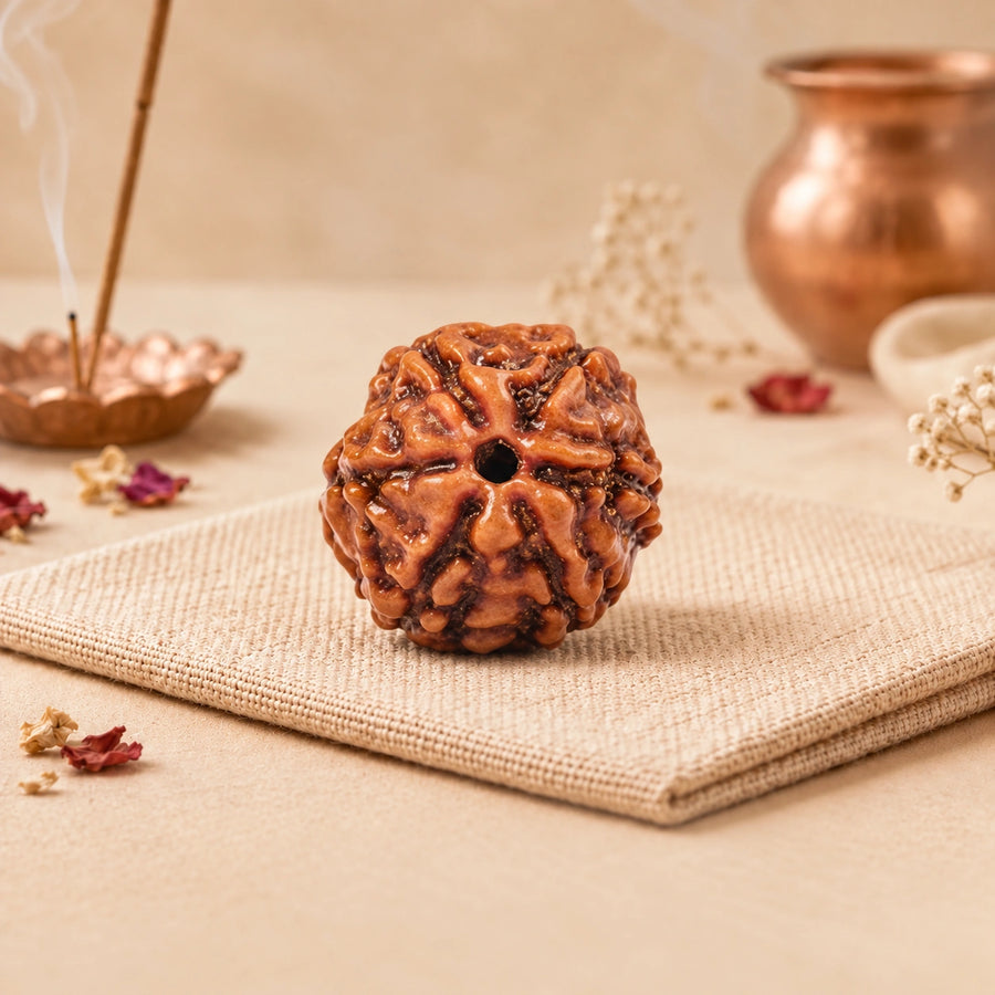 6 Mukhi Rudraksha (Indonesian)