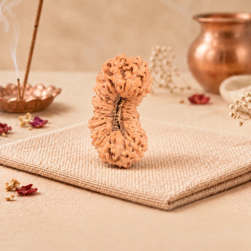 27 Mukhi Rudraksha