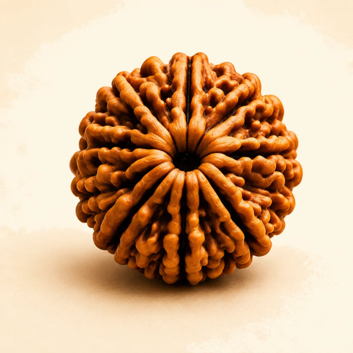 Indonesian Rudraksha